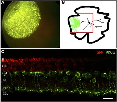 Outer Plexiform Layer Structures Are Not Altered Following AAV-Mediated Gene Transfer in Healthy Rat Retina